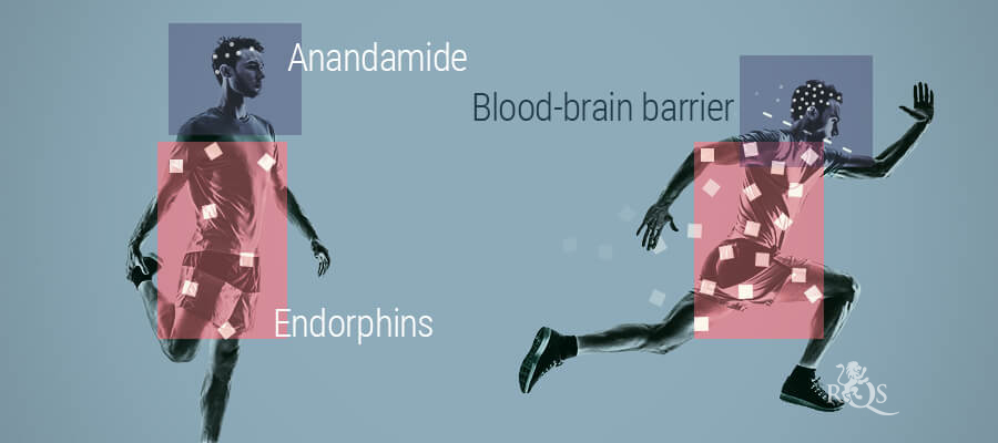 The Relationship Between Anandamide And Endorphins