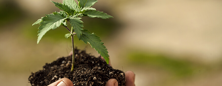 Transplant Cannabis Seedling
