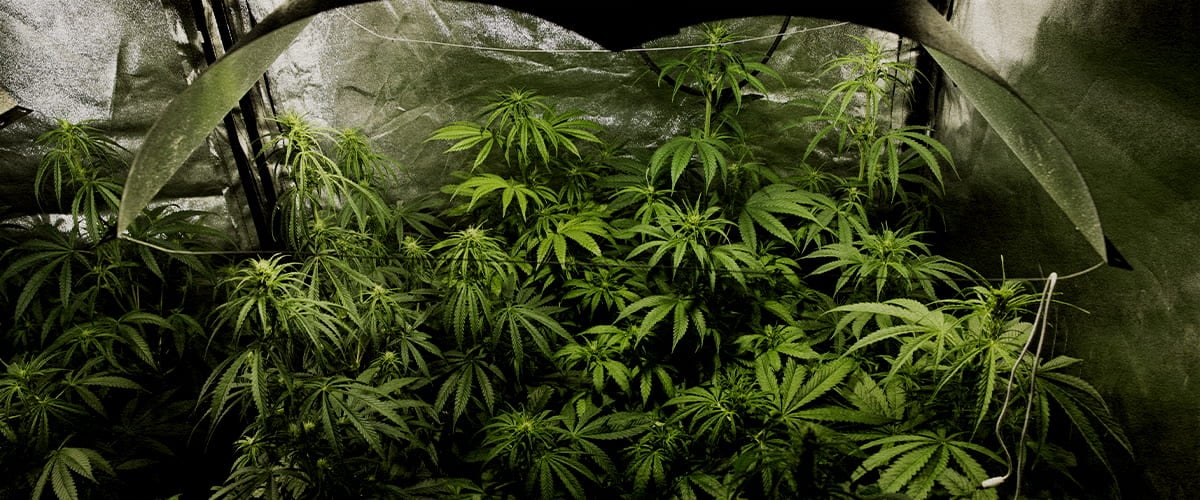 Cannabis flowering with PSIS: bigger buds and higher cannabinoids Indoor cannabis grow in full flowering stage using PSIS technique (stem sucrose injection) to increase bud dry weight and total cannabinoid yield