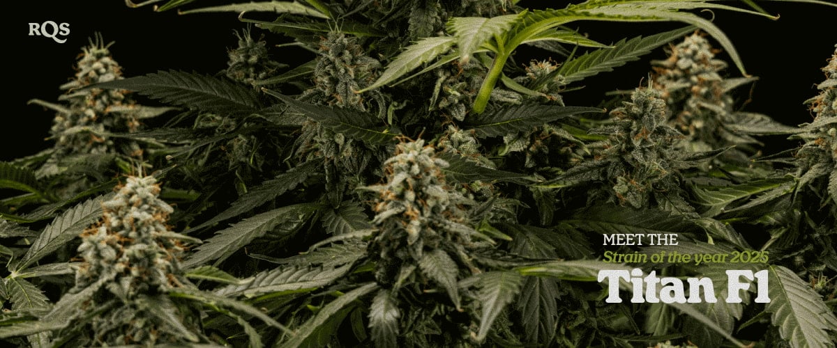 Titan F1 – Strain of the Year 2025 | High-yield cannabis hybrid by RQS Titan F1 cannabis plant with dense resin-covered buds, award-winning hybrid strain named Strain of the Year 2025 by RQS