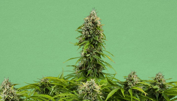 Jack Herer Automatic Strain Jack Herer Automatic Strain