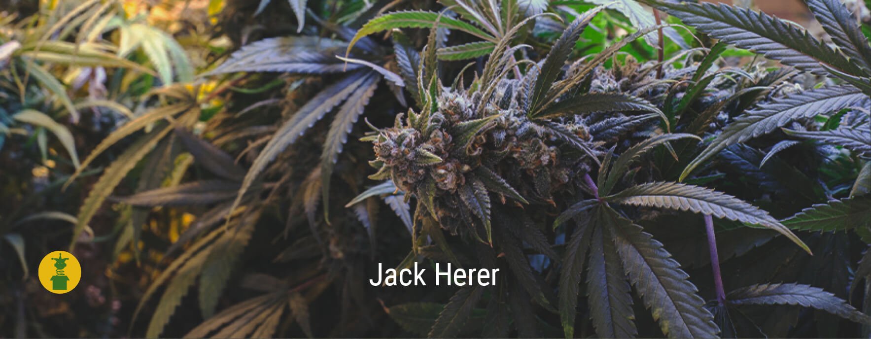 Jack Herer