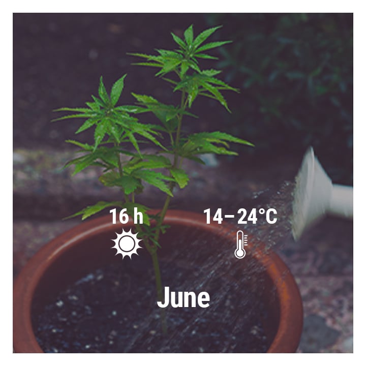 How To Grow Cannabis Outdoors In France, March, April, May