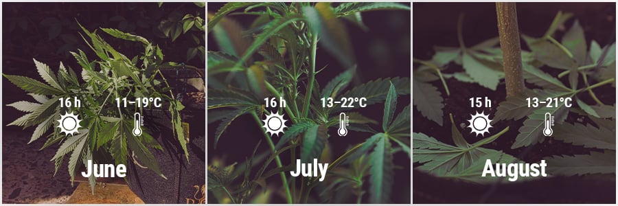 How To Grow Cannabis Outdoors - UK