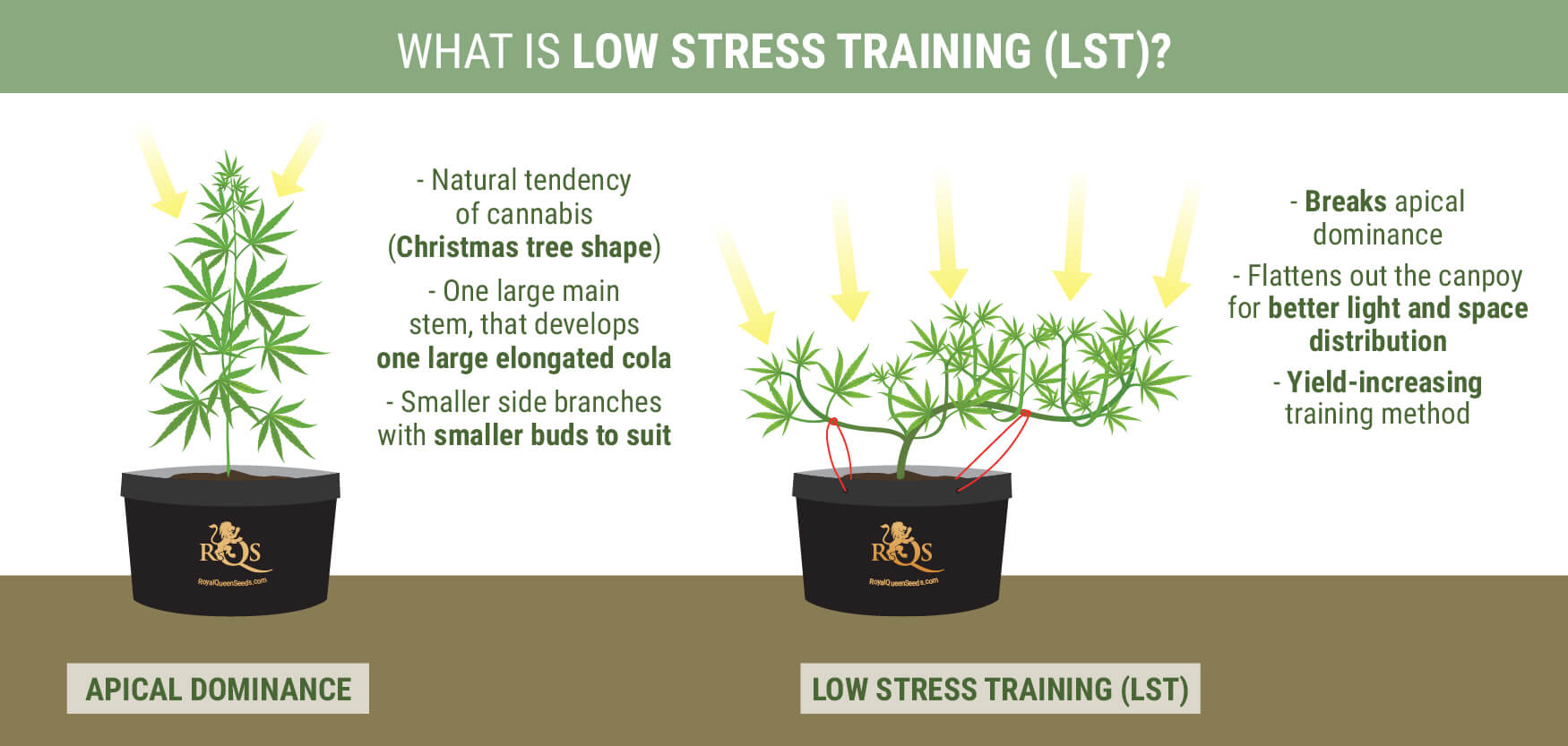 What is Low Stress Training?