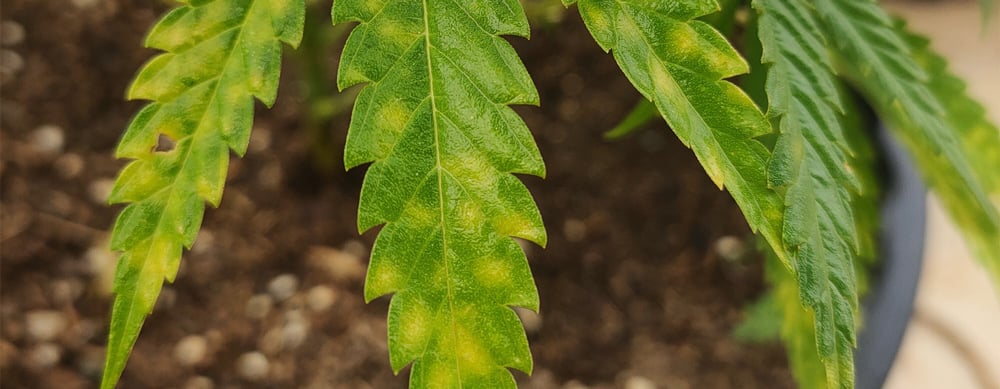 Cannabis leaves affected by septoria leaf spot, featuring small yellow dots on leaves that indicate fungal infection. This condition can stunt growth and potentially reduce the overall harvest if not addressed.