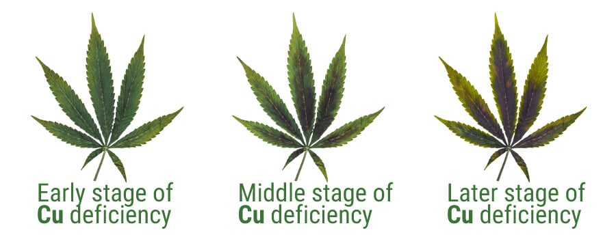 THE SYMPTOMS OF COPPER DEFICIENCY VS NUTRIENT BURN