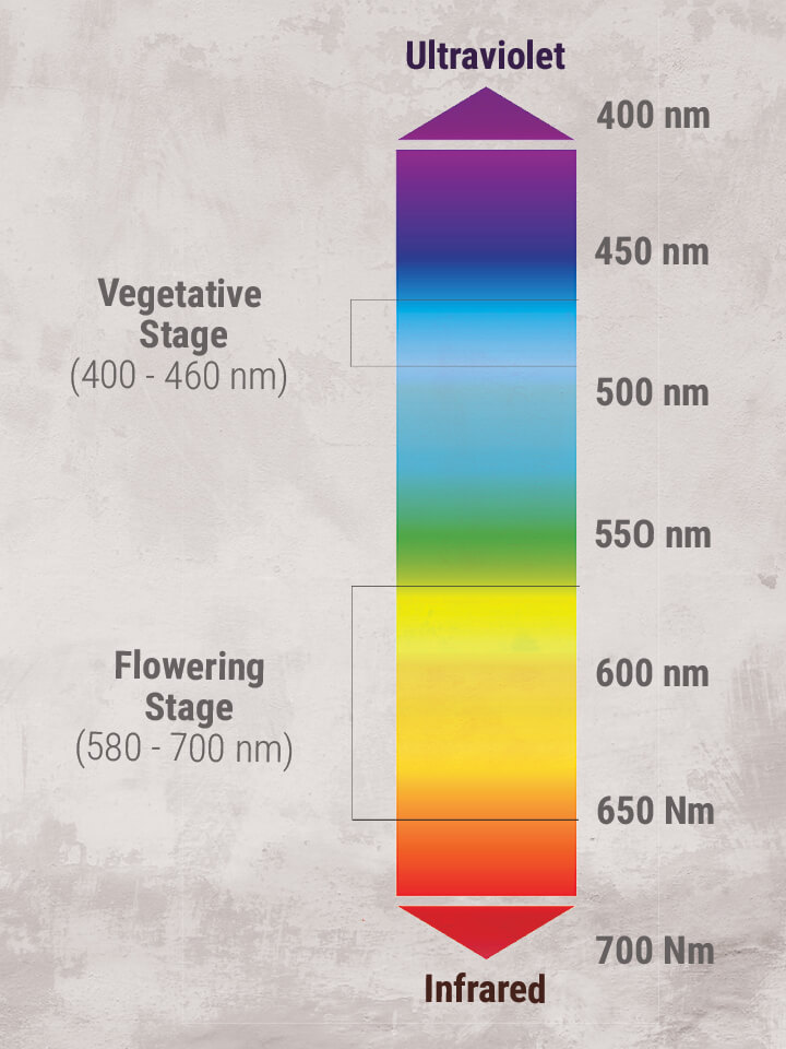 Light-Spectrum-growing-Cannabis