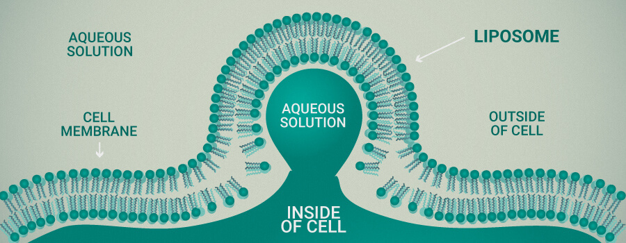 Liposome and Cells