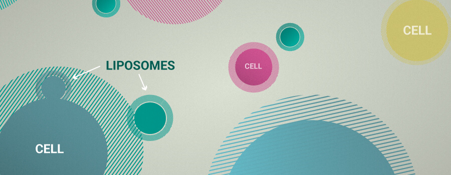 Liposomes For CBD Delivery