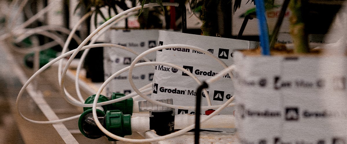 Controlled drought setup testing Gaia F1’s response to water stress and cannabinoid changes.