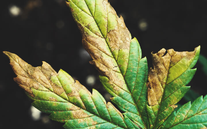 Dry, Brown Leaves