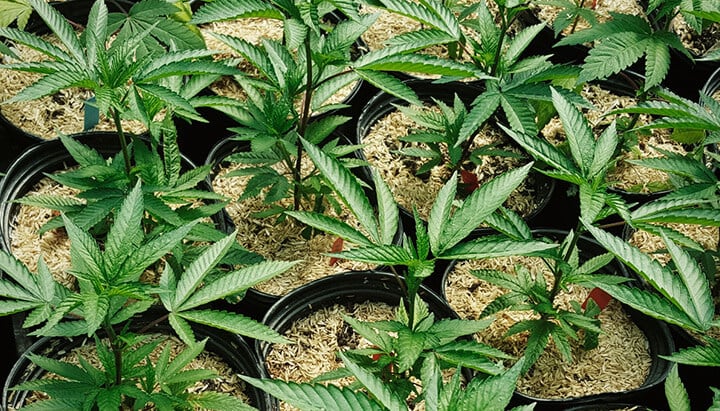The image shows a layer of mulch applied to the soil around cannabis plants, which helps prevent small yellow dots on leaves caused by fungal infections like septoria. This practice traps pathogens and stabilizes moisture and temperature in the soil, promoting healthier plant growth.