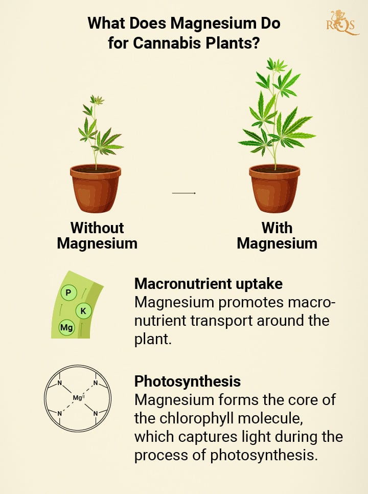 Magnesium benefits for cannabis plants