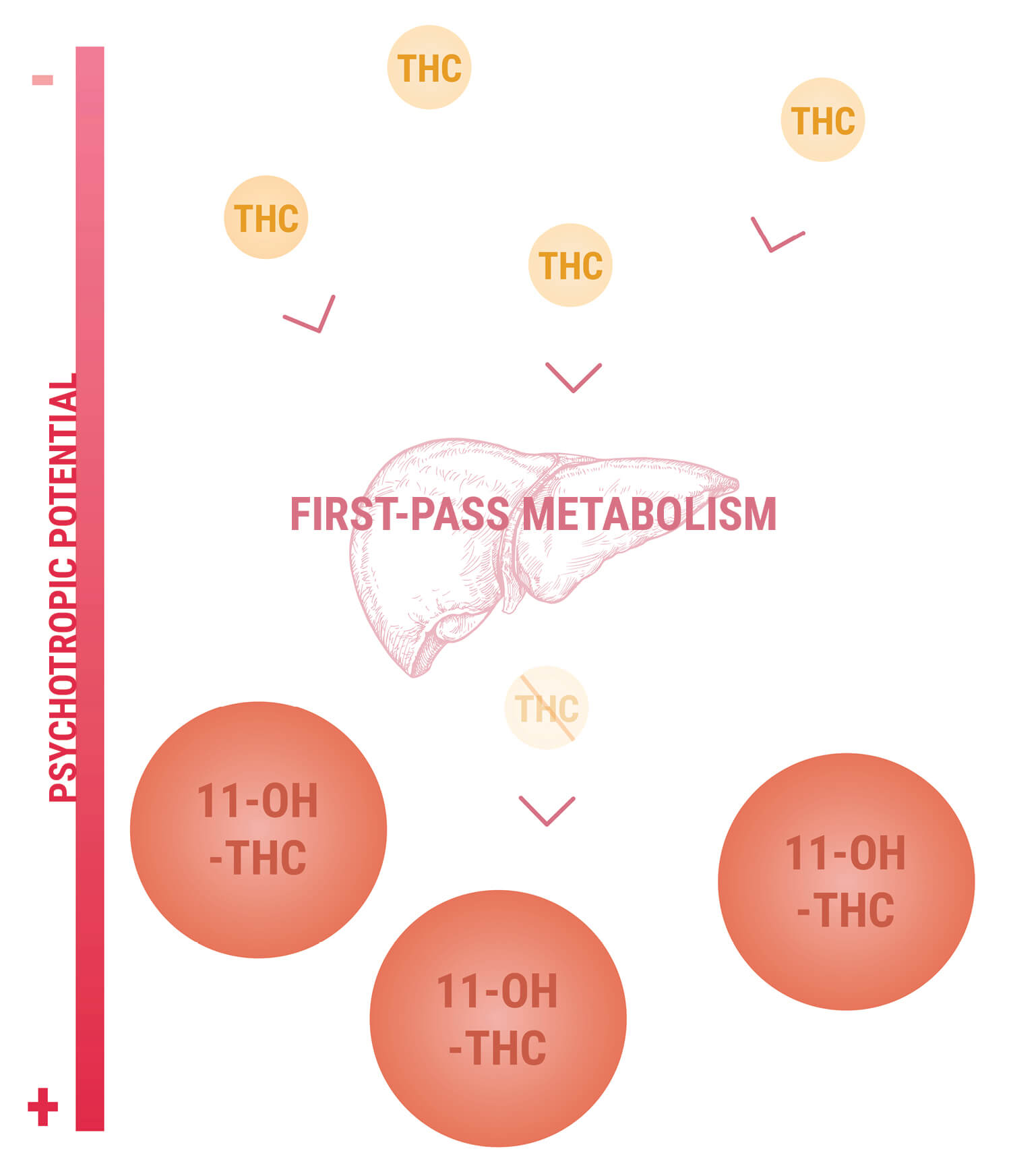 11-Hydroxy-THC And The Potency of Edibles