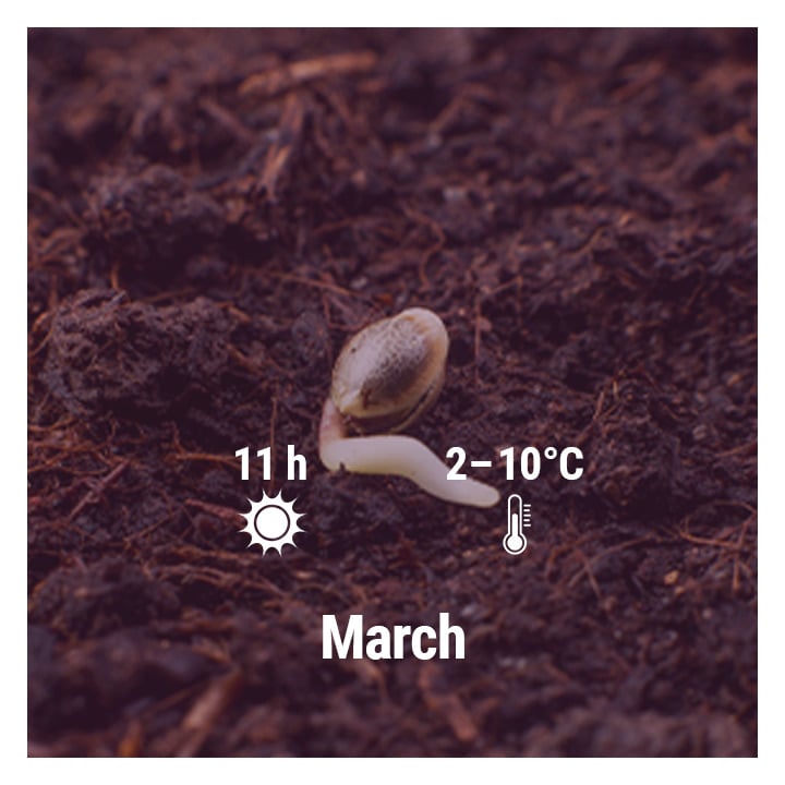 How To Grow Cannabis Outdoors - Netherlands