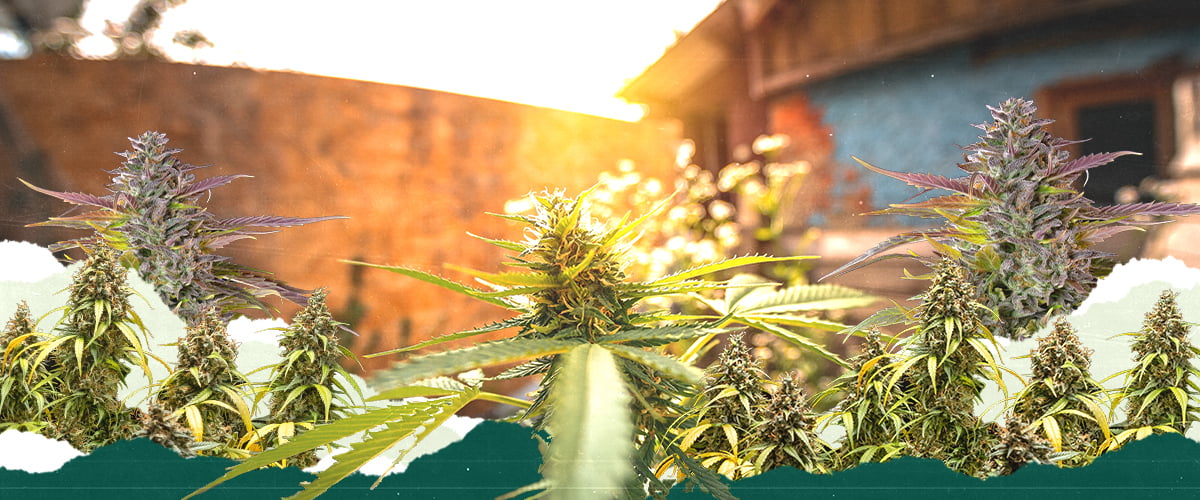 Outdoor Cannabis Cultivation with Optimal Sunlight Cannabis plants flowering in a sunny outdoor environment, maximizing exposure to natural light.