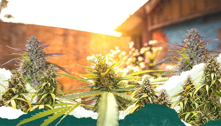 Outdoor Cannabis Cultivation with Optimal Sunlight Cannabis plants flowering in a sunny outdoor environment, maximizing exposure to natural light.