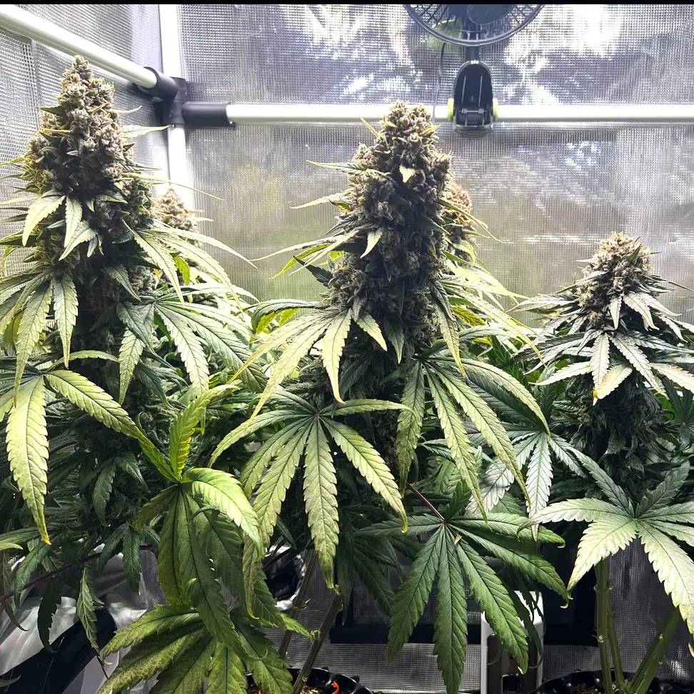 Medical Mass Medical Mass