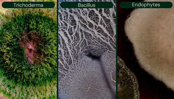 Image showcasing Trichoderma, Bacillus, and Endophytes as microbial biocontrol agents for cannabis, aiding in pest control and disease prevention.