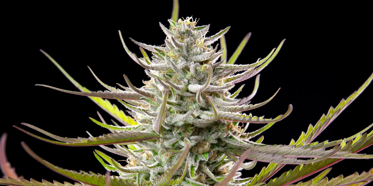 Mimosa cannabis bud with frosty resinous flowers, purple-green leaves, white pistils, and compact flowering growth against a dark background.