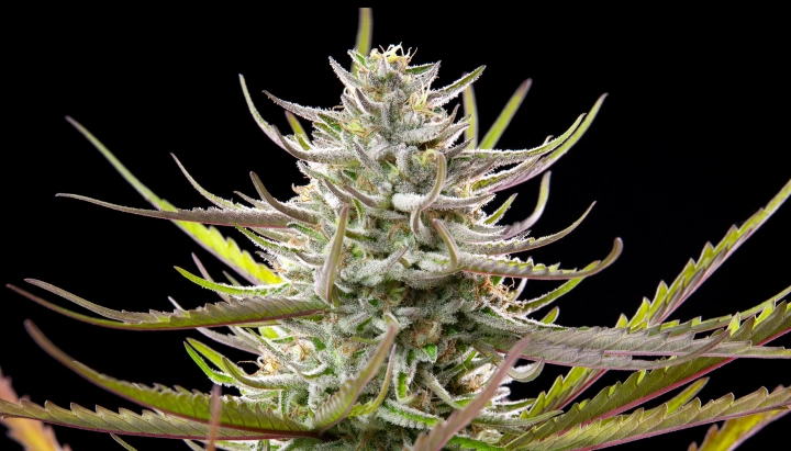 Mimosa cannabis bud with frosty resinous flowers, purple-green leaves, white pistils, and compact flowering growth against a dark background.