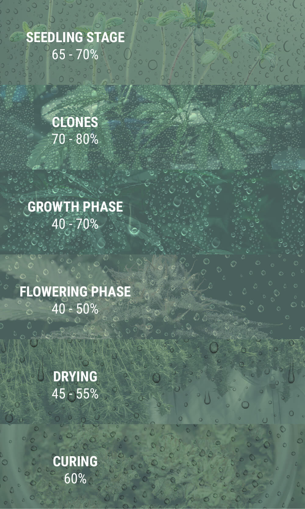 IMPROPER HUMIDITY FOR SEEDLINGS