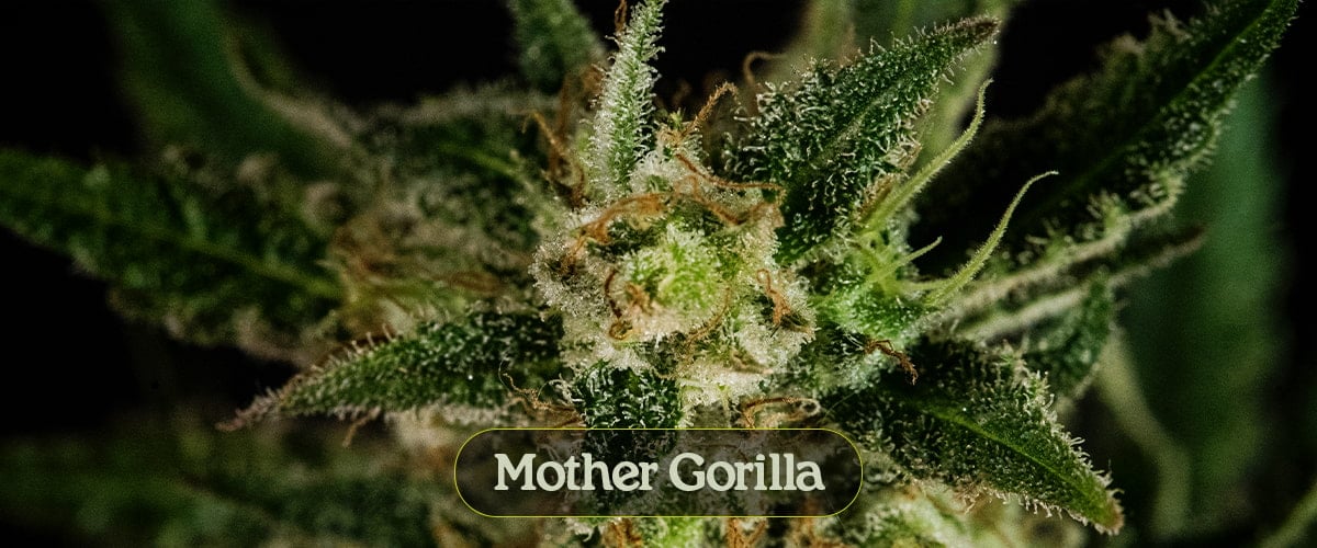 Mother Gorilla Mother Gorilla
