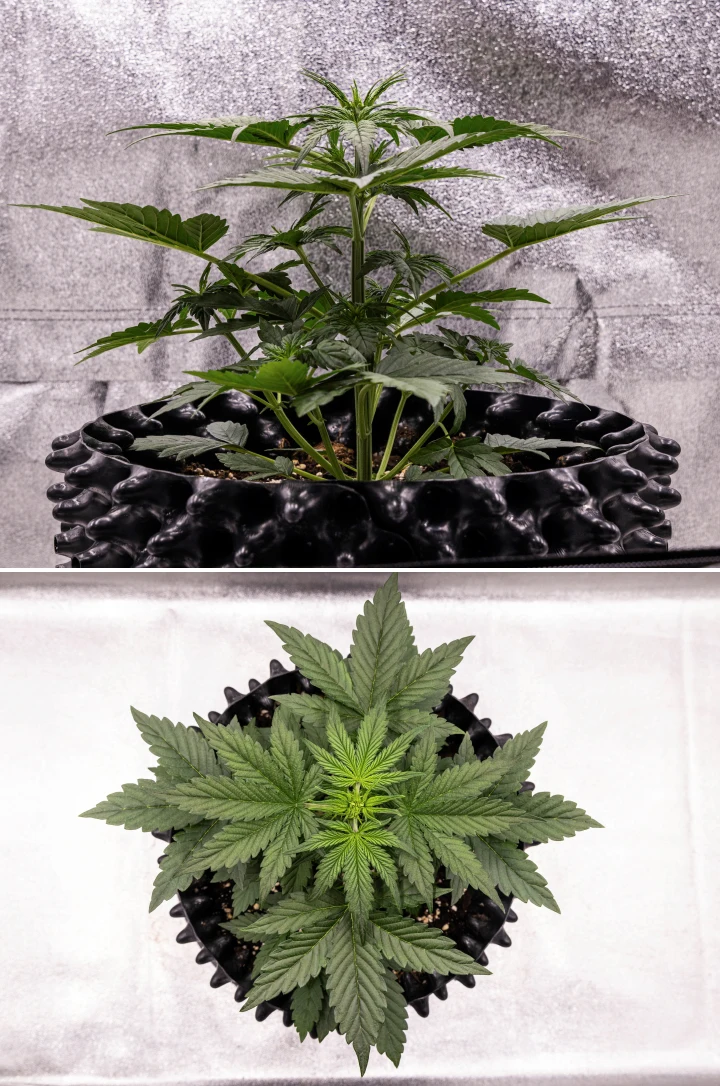 NYC Sour Diesel Auto cannabis plant in week 3 of vegetative growth reaching around 38 cm, showing vigorous vertical growth, an upright structure, tight lower nodes, and clear pre-flowers under LED light