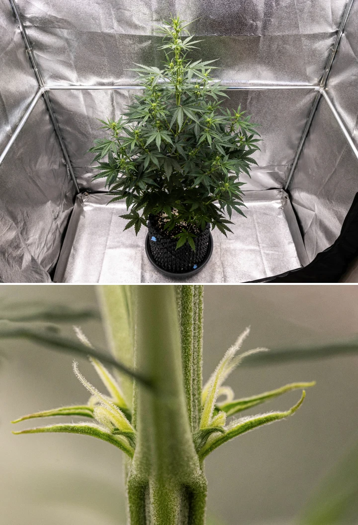 NYC Sour Diesel Auto cannabis plant in week 4 of flowering reaching around 97 cm, showing aggressive stretch, a tall open structure, wider upper spacing, and early bud sites under LED light