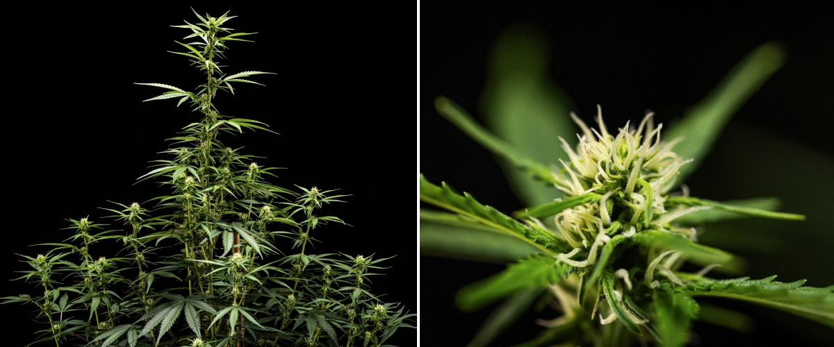 NYC Sour Diesel Auto cannabis plant in week 5 of flowering reaching around 120 cm, showing continued stretch, expanding bud sites across the canopy, and steady flower formation outside the grow tent