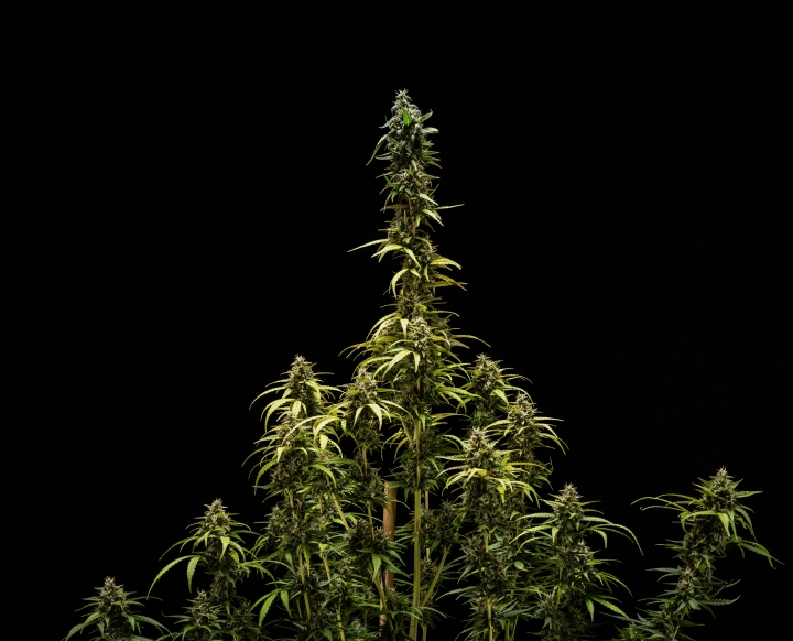 NYC Sour Diesel Auto Final Results