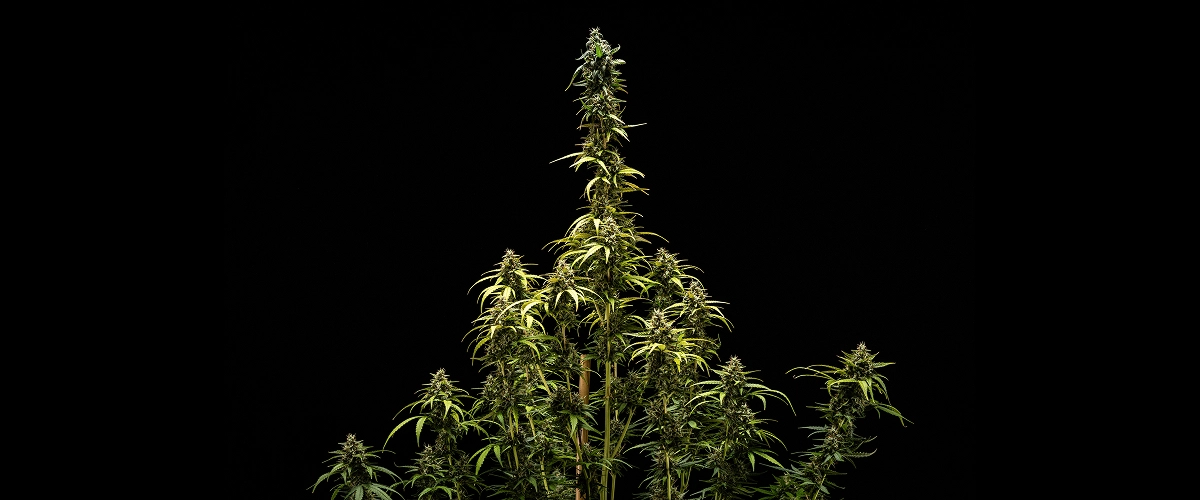 NYC Sour Diesel Auto Final Results