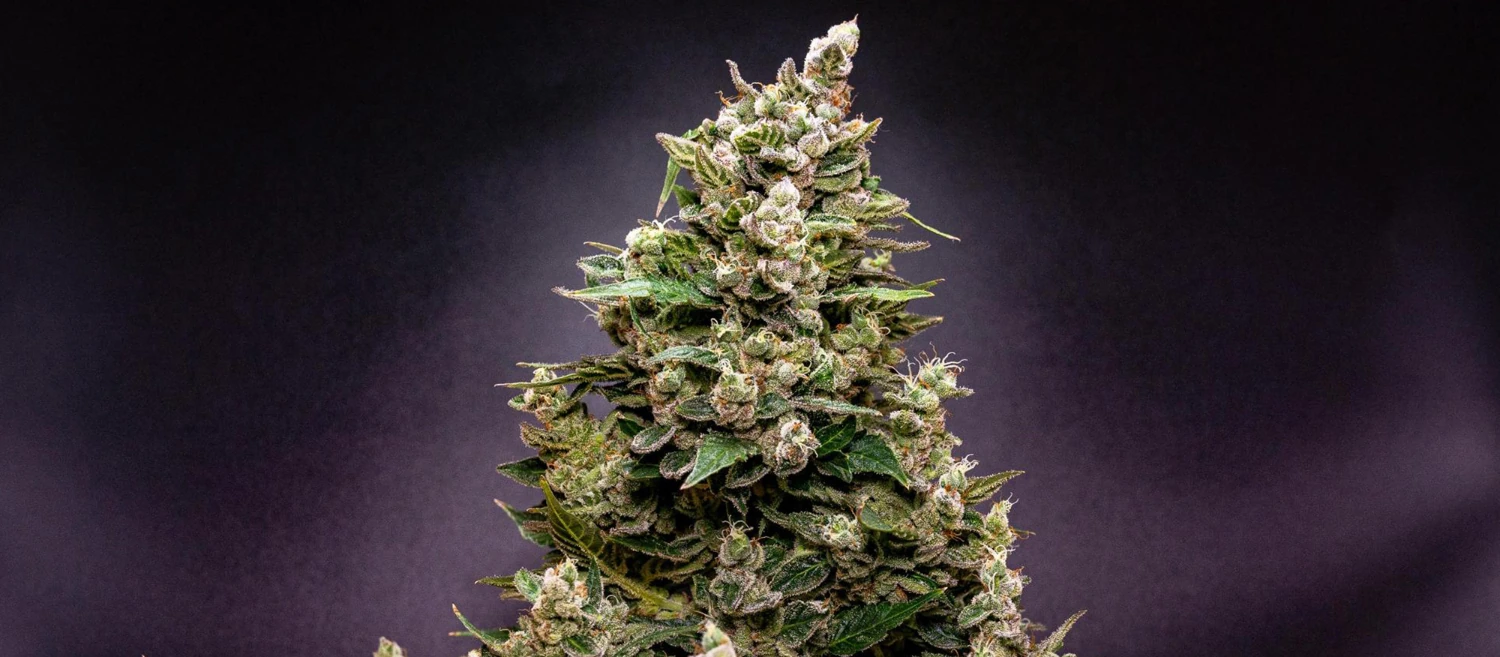 NYC Sour Diesel NYC Sour Diesel