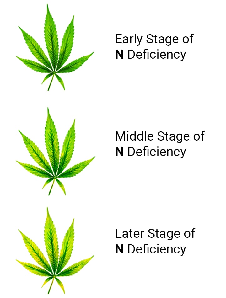 Everything You Need to Know About Weed and Nematodes - RQS Blog