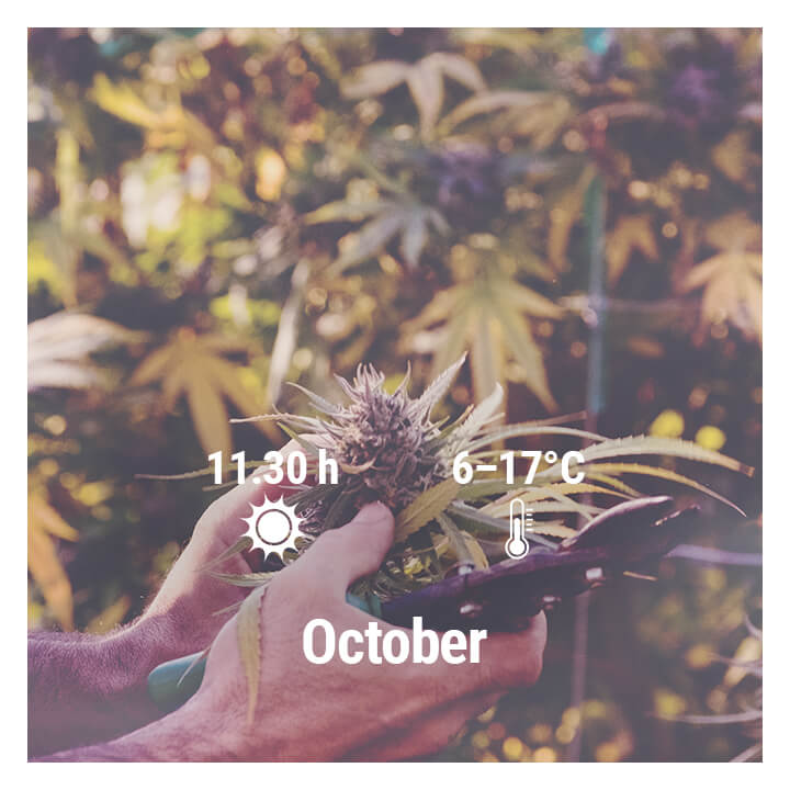 How To Grow Cannabis Outdoors In Germany, October
