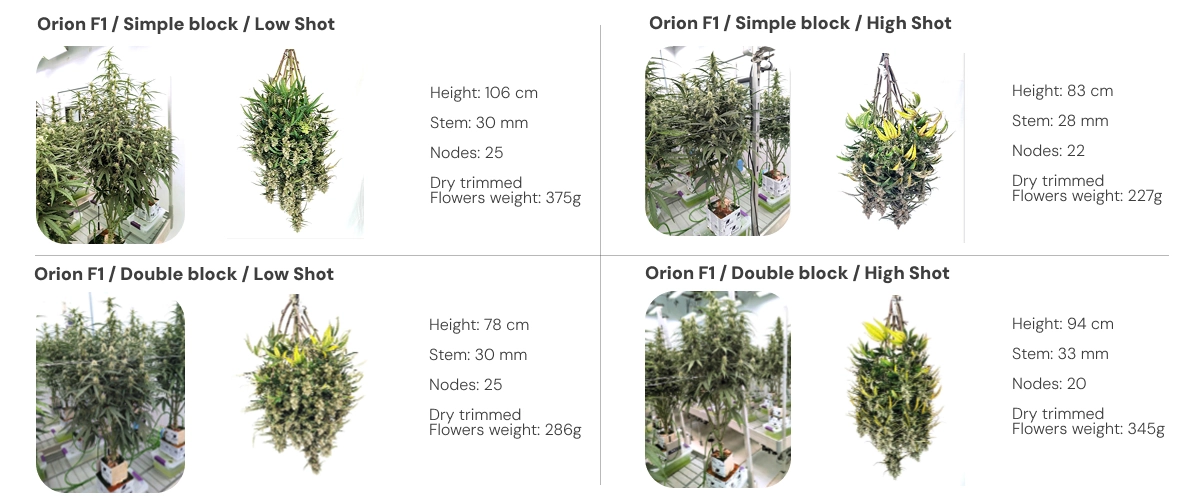Results overview of Orion F1 cannabis plants comparing single and dual block systems under low and high irrigation shots