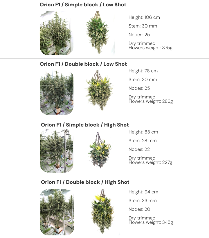 Results overview of Orion F1 cannabis plants comparing single and dual block systems under low and high irrigation shots