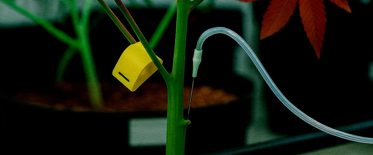 PSIS stem injection on cannabis plant direct sucrose feeding Close-up of PSIS technique: sucrose solution being injected directly into the cannabis stem during flowering stage to boost bud weight and cannabinoid production