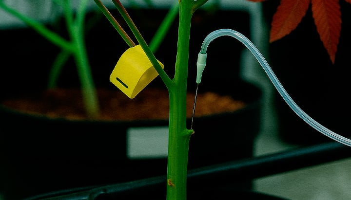 PSIS stem injection on cannabis plant direct sucrose feeding Close-up of PSIS technique: sucrose solution being injected directly into the cannabis stem during flowering stage to boost bud weight and cannabinoid production