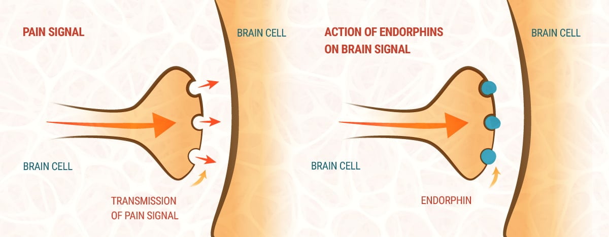 CBD and the Endocannabinoid System