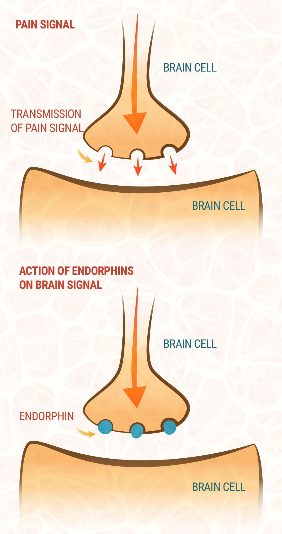 CBD and the Endocannabinoid System