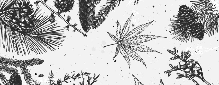Pinene Cannabis Terpenes