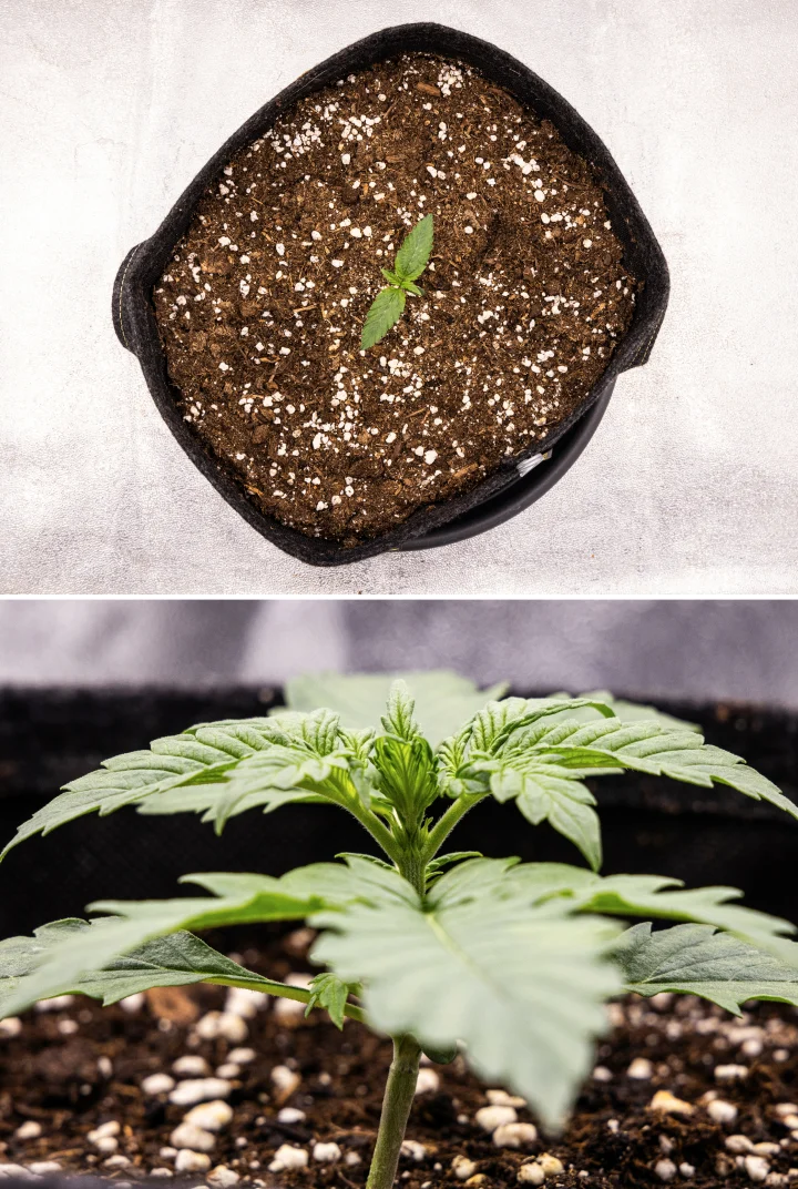 Pink Mist Auto Grow Report Week 1: Seedling Stage Pink Mist Auto cannabis seedling during week 1, showing early growth in a fabric pot filled with soil and the development of its first true leaves.