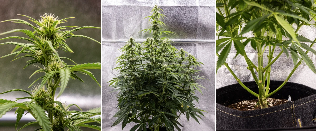 Pink Mist Auto cannabis plant during weeks 5–7 of flowering, showing developing buds with white pistils, vigorous vertical growth, and lower branch pruning.