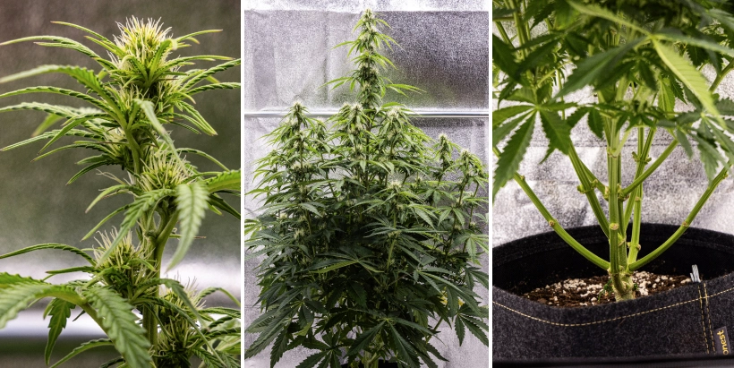 Pink Mist Auto Grow Report Weeks 5–7: Flowering Stage Pink Mist Auto cannabis plant during weeks 5–7 of flowering, showing developing buds with white pistils, vigorous vertical growth, and lower branch pruning.