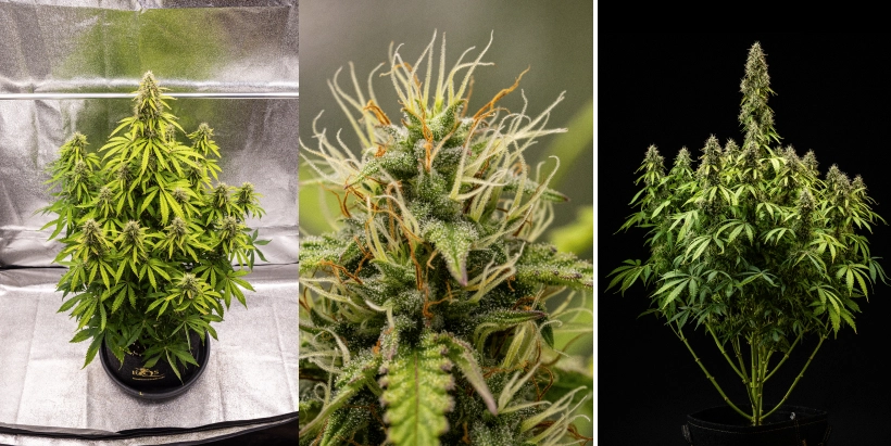 Pink Mist Auto Grow Report Weeks 8–11: Final Flowering and Harvest Pink Mist Auto cannabis plant during weeks 8–11 of flowering, showing dense trichome-covered buds, orange pistils, yellowing leaves, and mature flowers ready for harvest.