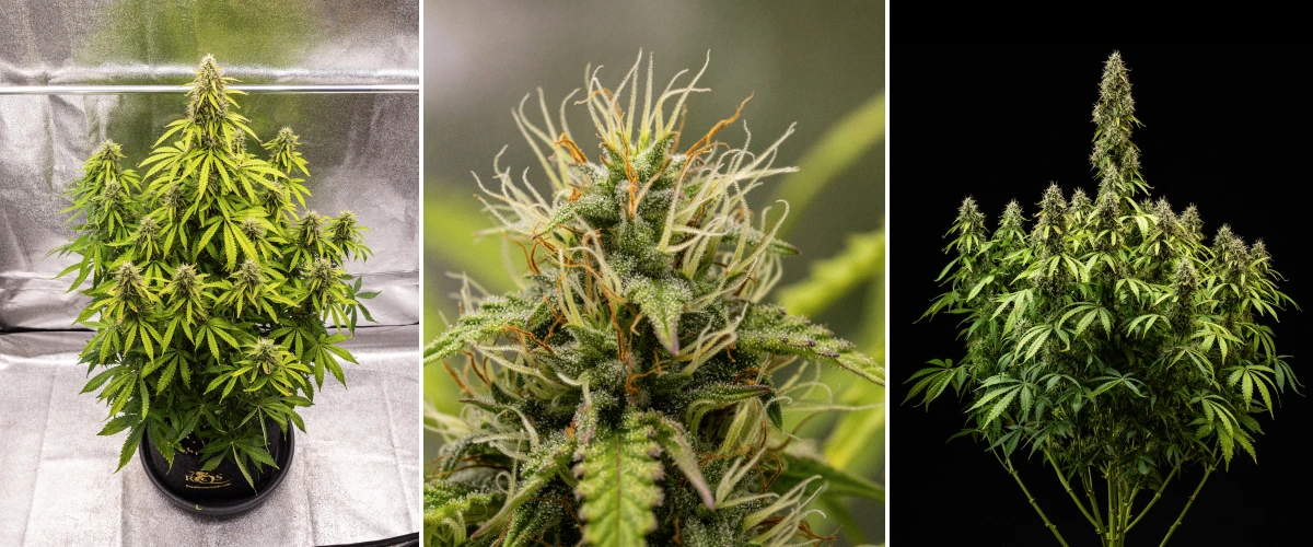 Pink Mist Auto Grow Report Weeks 8–11: Final Flowering and Harvest Pink Mist Auto cannabis plant during weeks 8–11 of flowering, showing dense trichome-covered buds, orange pistils, yellowing leaves, and mature flowers ready for harvest.