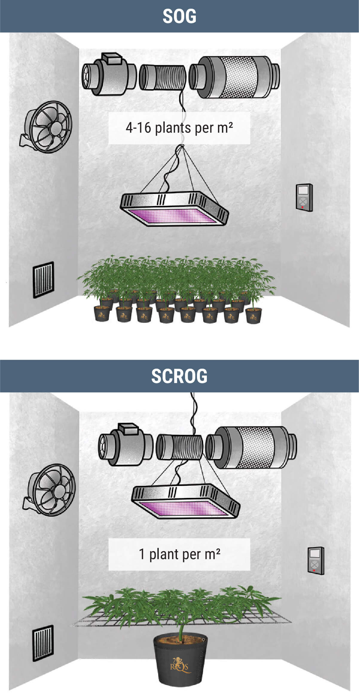 How Many Cannabis Plants Can You Grow Per Square Metre?