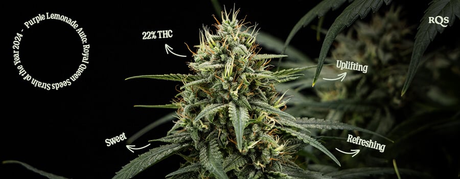 Purple Lemonade Auto Marijuana Plant Characteristics Close-up photo of a Purple Lemonade Auto marijuana plant with labels highlighting its THC content (22%), sweet flavor, uplifting effect, and refreshing characteristics.